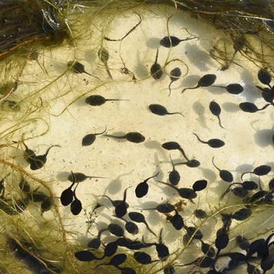 A photo of a murky body of water with black tadpoles in it.